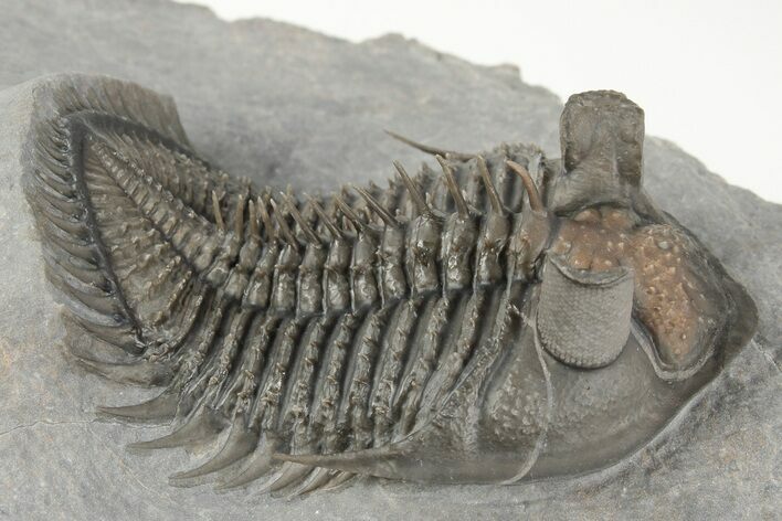 2.6" Tower-Eyed, Erbenochile Trilobite From Ou Driss - Top Quality!